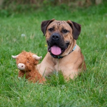 Heritage Fergus Highland Cow