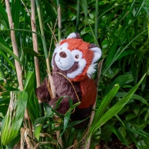 Made From Rosa Red Panda