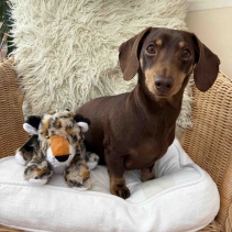 Made From Leo Leopard Mini