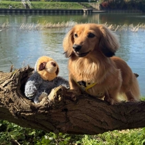 Made From Scout Sloth Mini