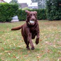 Chase Floating Ball