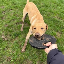 Tough Super Barbell Plate