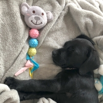 Small Bite Bear Bunny And Heart Teether