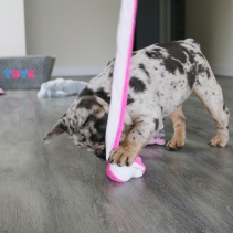 Small Bite Snake Teaser