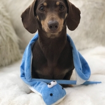 Small Bite Snake Teaser