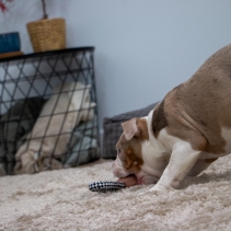 Small Bite Teddy Teether Tugger