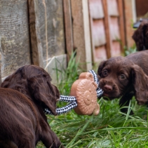 Small Bite Teddy Teether Tugger