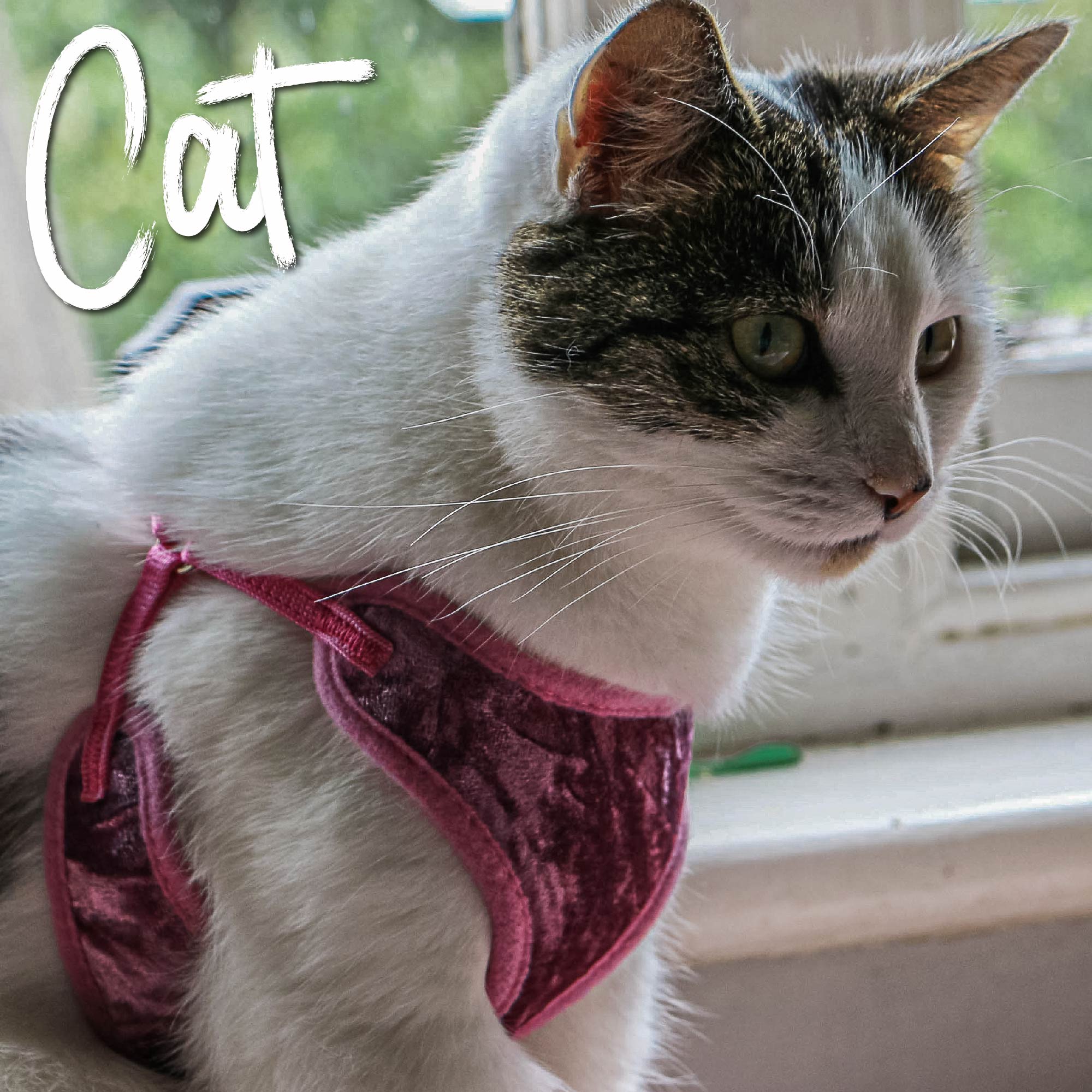 Cat Harness Velvet