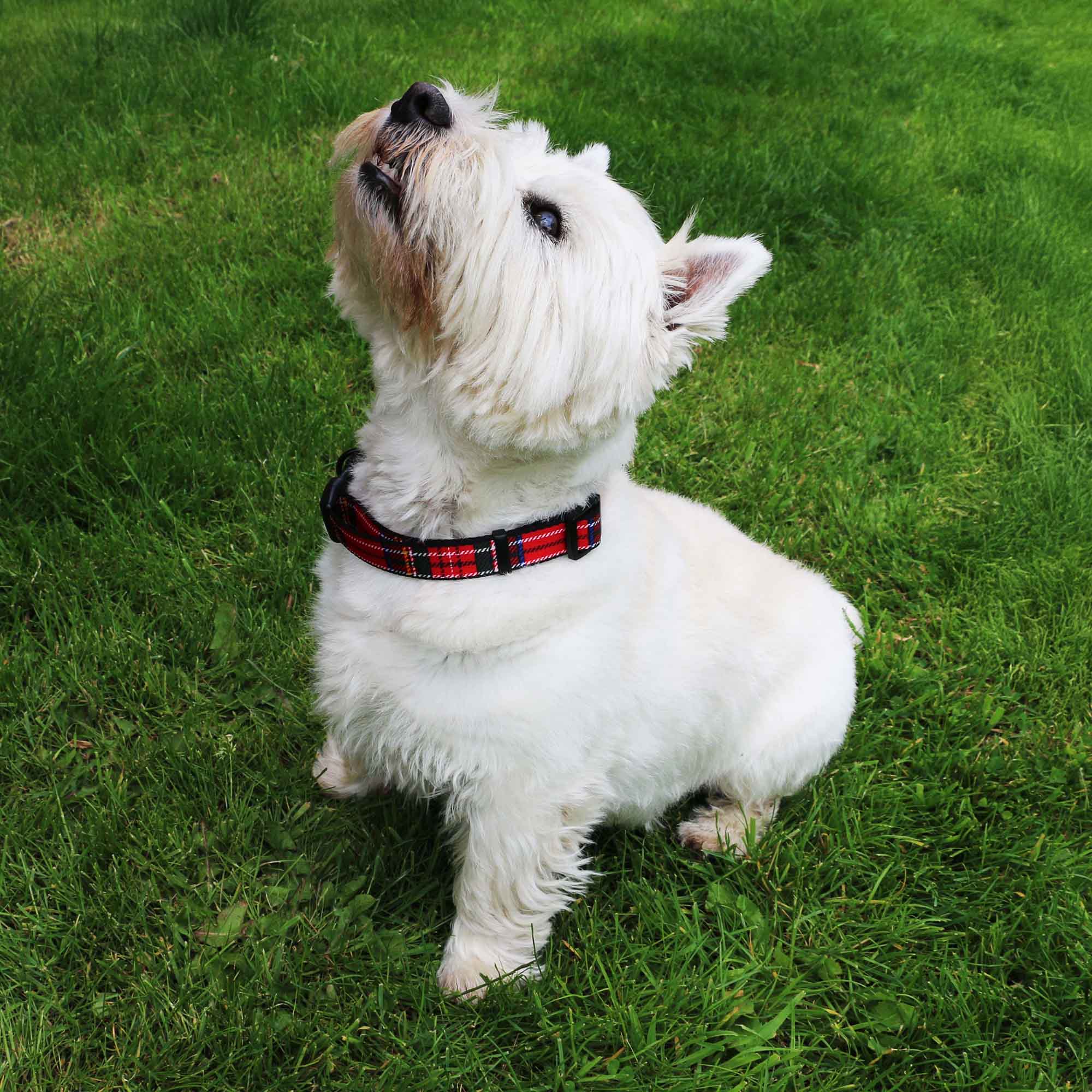 Adjustable Tartan Dog Collar