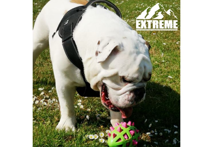 Extreme Harness Black S