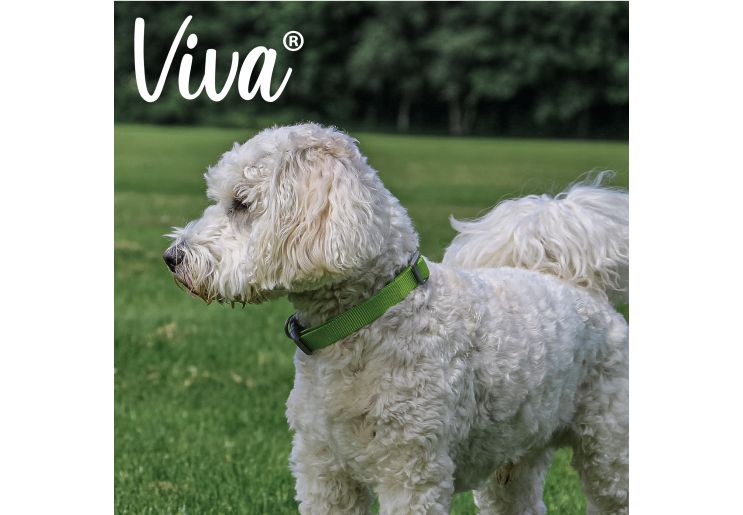 Viva Adjustable Collar Lime 20-30cm Size 1-2