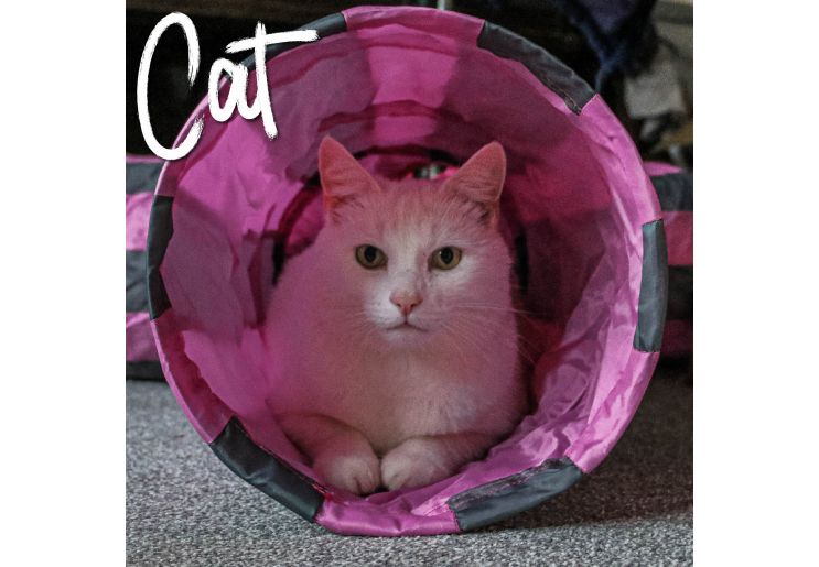Y-Shaped Cat Tunnel