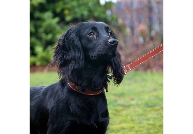 Heritage Leather Collar Tan Size 2 26-31cm