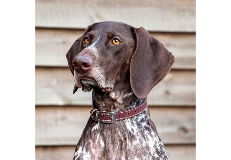 Heritage Leather Collar Oxblood Size 2 26-31cm