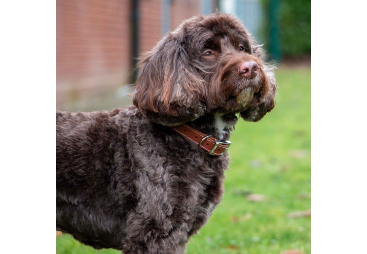 Heritage Leather Collar Tan Size 3 28-36cm