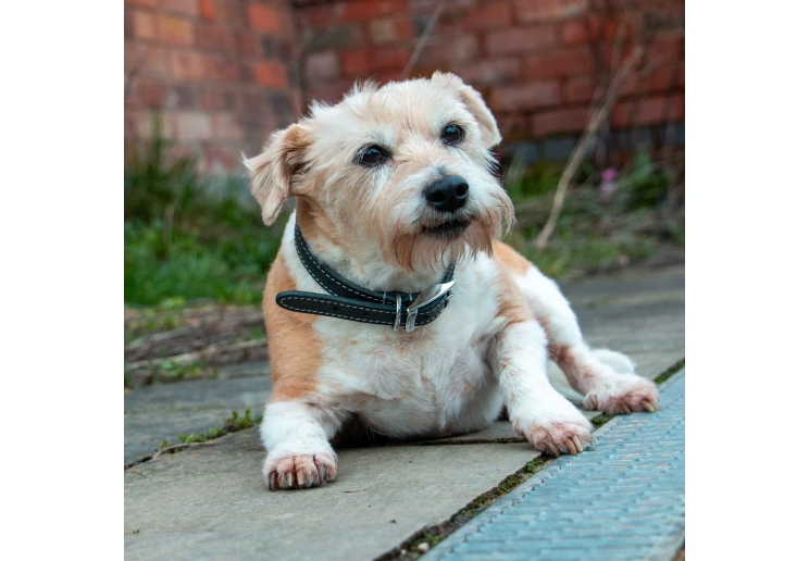 Heritage Leather Collar Black Size 3 28-36cm