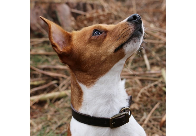 Latigo Leather Collar Havana 20-26cm Size 1