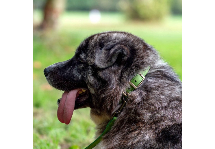 Timberwolf Leather Collar Green 20-26cm Size 1