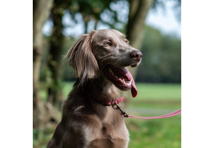 Timberwolf Leather Collar Raspberry 20-26cm Size 1