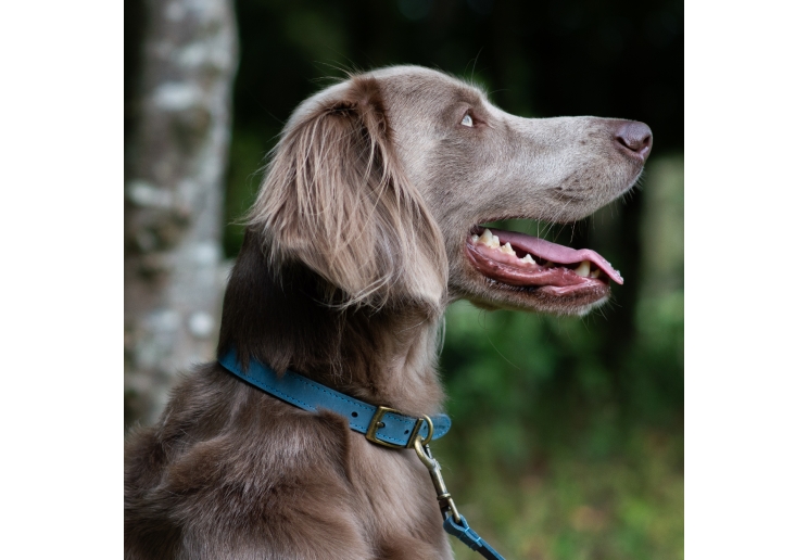 Timberwolf Leather Collar Blue 35-43cm Size 4
