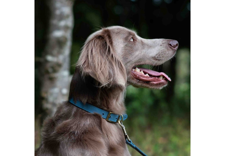 Timberwolf Leather Collar Blue 45-54cm Size 6
