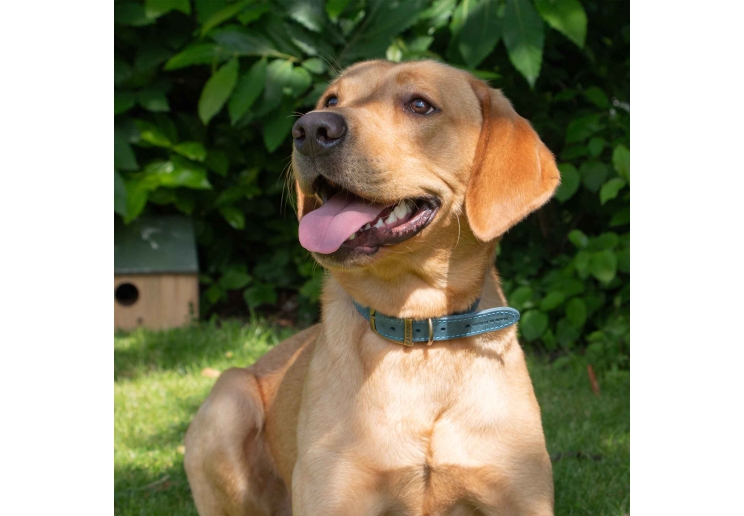 Timberwolf Leather Collar Blue 45-54cm Size 6