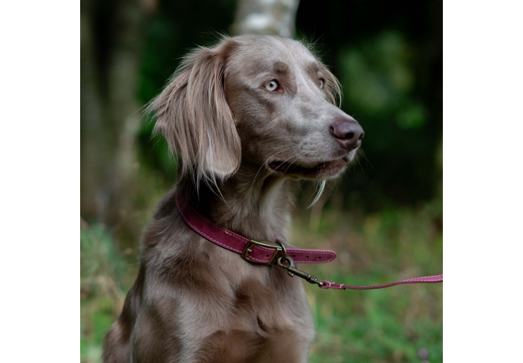 Timberwolf Leather Collar Raspberry 45-54cm Size 6