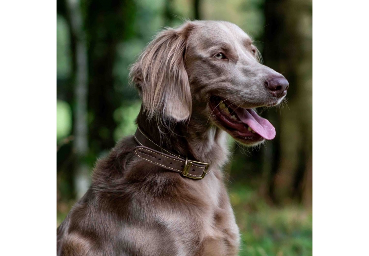 Timberwolf Leather Collar Sable 55-63cm Size 8