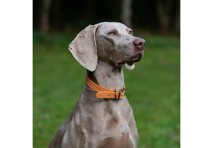 Timberwolf Leather Collar Mustard 55-63cm Size 8