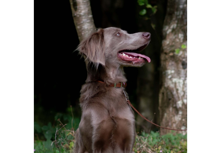Round Leather Collar Chestnut 45-54cm Size 6