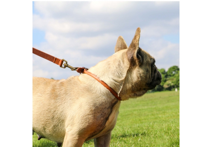 Round Leather Collar Chestnut 45-54cm Size 6