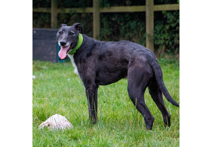 Timberwolf Greyhound Collar Green 34-43cm