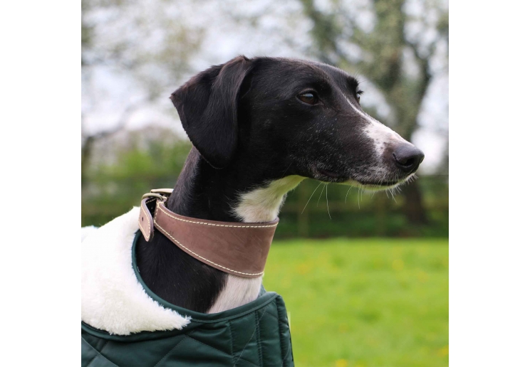 Timberwolf Greyhound Collar Sable 34-43cm