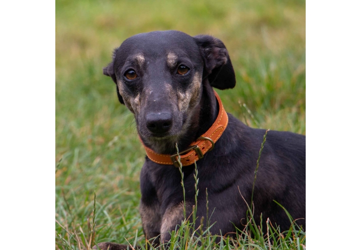 Timberwolf Greyhound Collar Mustard 34-43cm