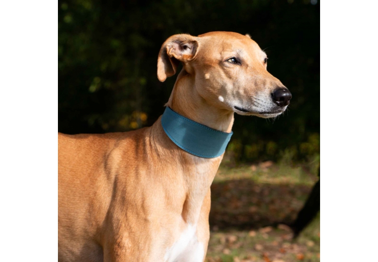 Timberwolf Whippet Leather Collar Blue 30-34cm