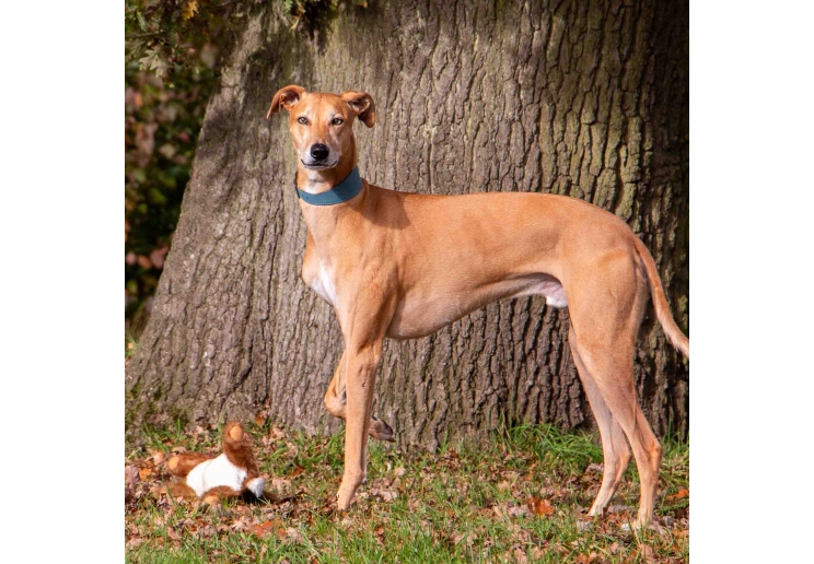 Timberwolf Whippet Leather Collar Blue 30-34cm