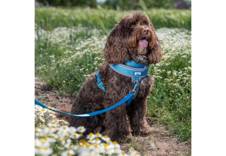 Viva Padded Lead Blue 1mx25mm