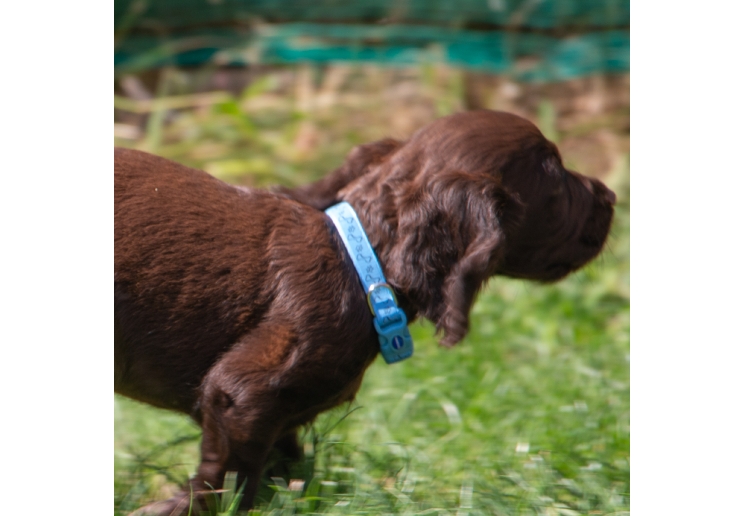 Small Bite Refl Paw&Bone Collar Lead Set Blue
