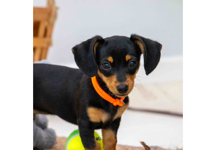 Puppy Whelping Collars (set of 12)