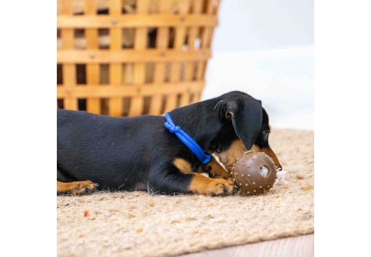 Puppy Whelping Collars (set of 12)