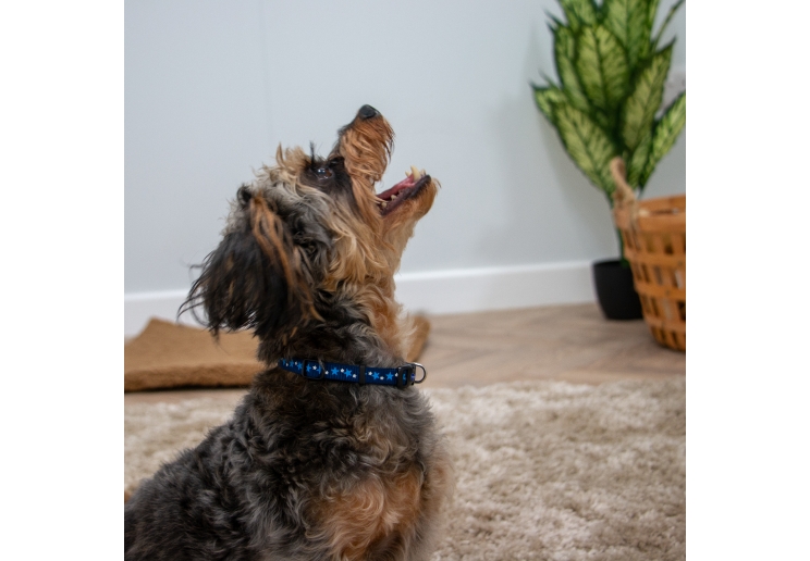 Small Bite Stars Collar Lead Set Blue