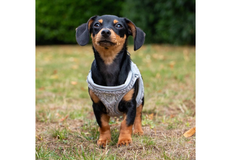 Small Bite Teddy Bear Harness Pebble XXS 25-30cm