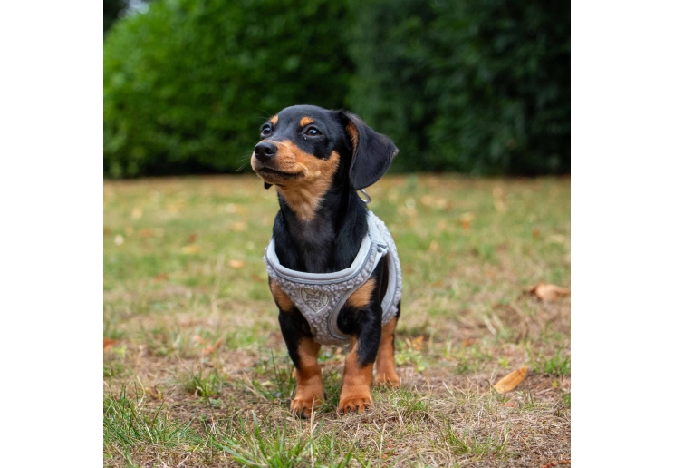 Small Bite Teddy Bear Harness Pebble XXS 25-30cm