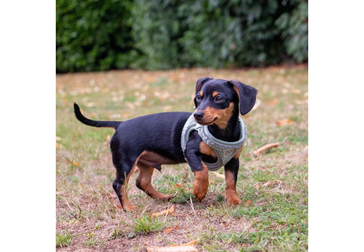 Small Bite Teddy Bear Harness Sage XS 30-36cm