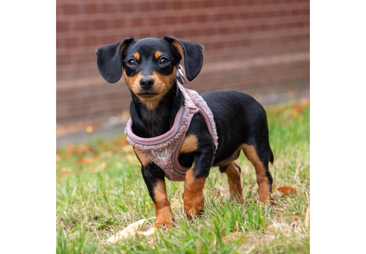 Small Bite Teddy Bear Harness Rose XS 30-36cm