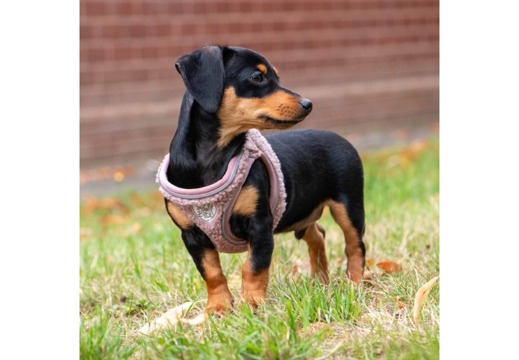 Small Bite Teddy Bear Harness Rose XS 30-36cm