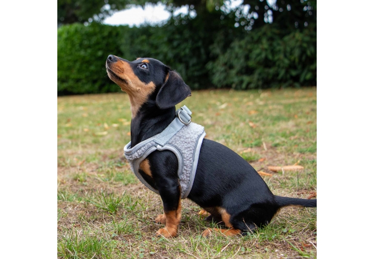 Small Bite Teddy Bear Harness Pebble XS 30-36cm