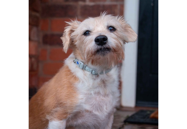 Small Bite Polka Collar & Lead Set Sage