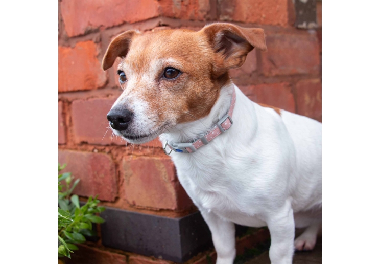 Small Bite Polka Collar Lead Set Rose