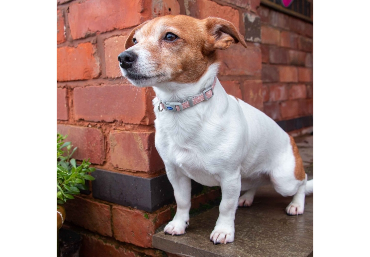 Small Bite Polka Collar Lead Set Rose